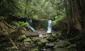 Updates on Mt Field, the Next Iconic Walk, & More... 1