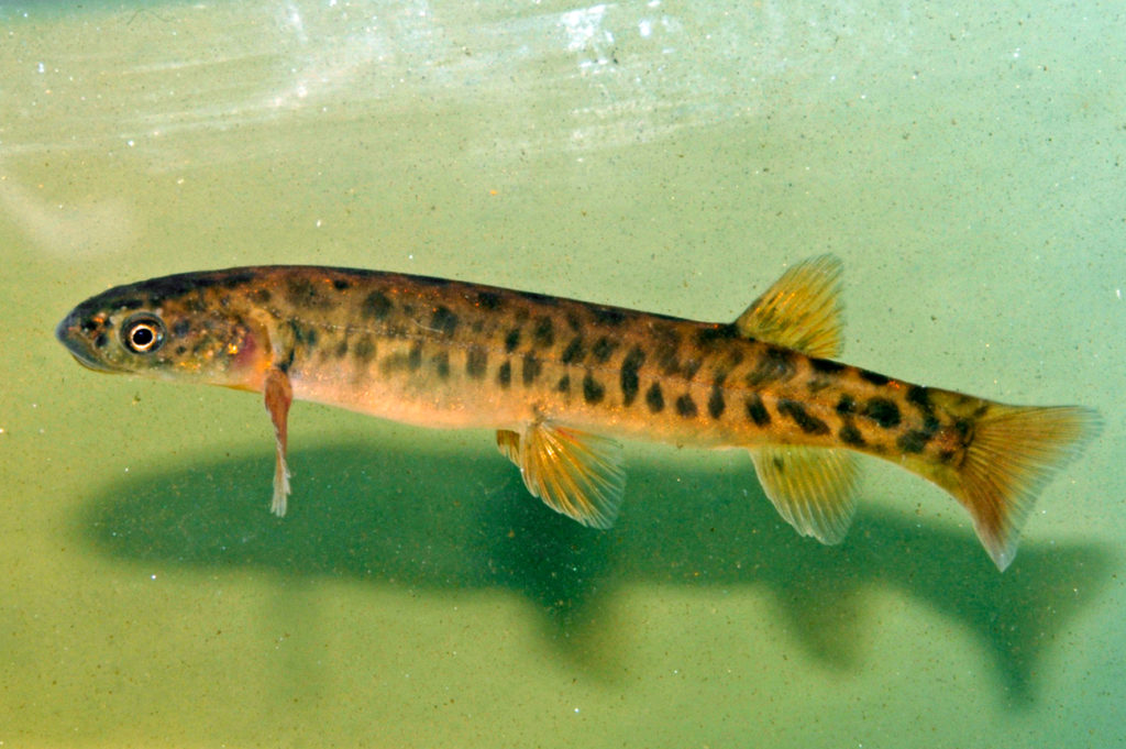 22 Australian Freshwater Fish on Path to Extinction - Tasmanian Times