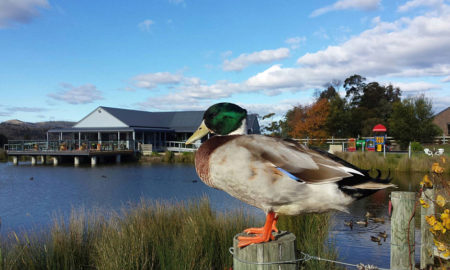 Puddleduck Vineyard