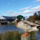 Puddleduck Vineyard