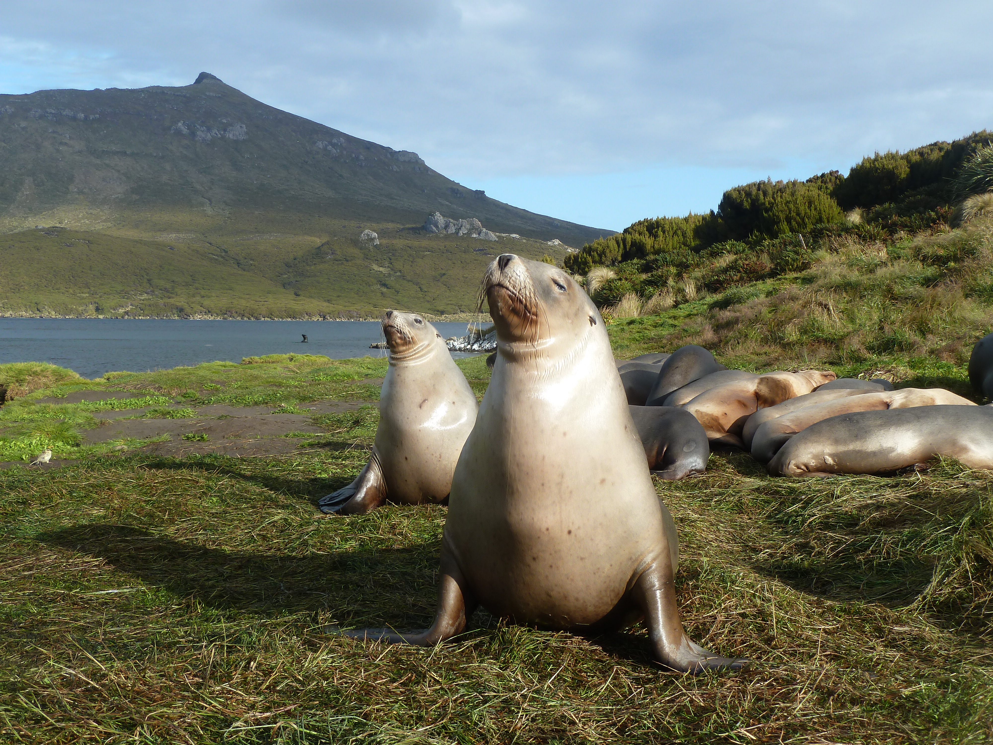 Seal Whiskers Hold Clues to Southern Ocean Food Web Dynamics 1