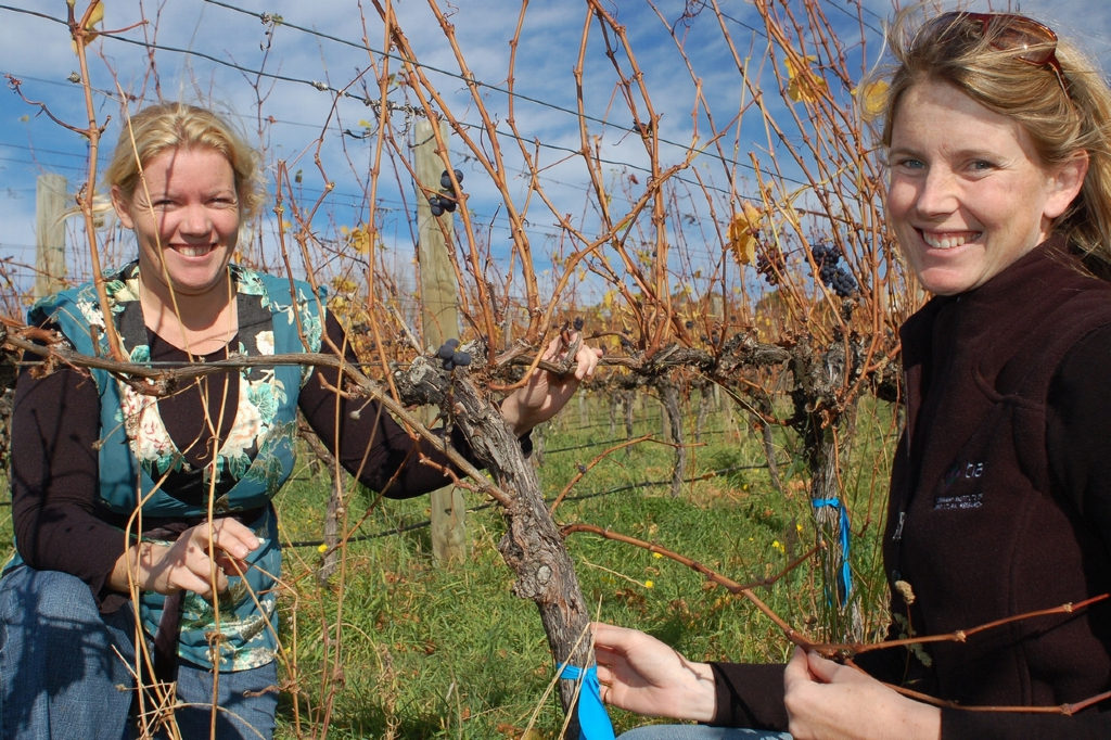Second Chance Vines Yield First Class Wines 5