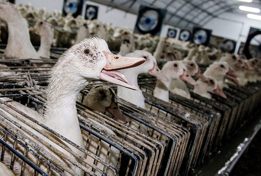 Intensive Animal Farming Is Biggest Risk For Pandemics Tasmanian Times   Foiegrasducks X 