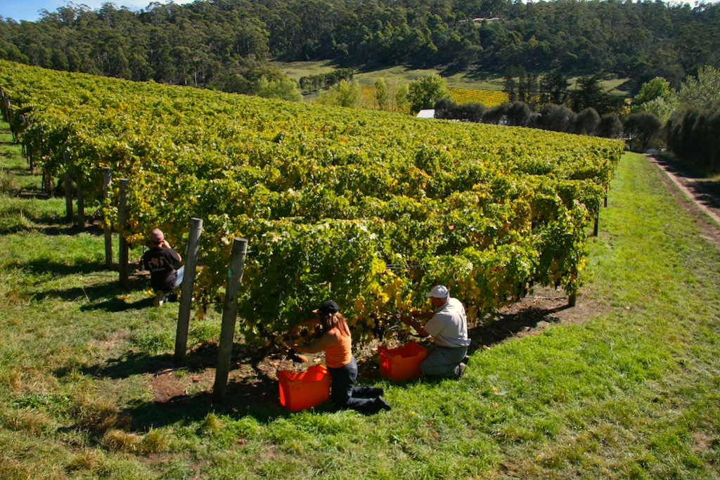 Second Chance Vines Yield First Class Wines 2