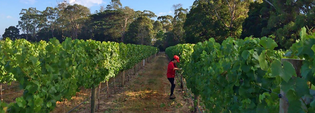 After False Start, Wine Venture Back on Track 4