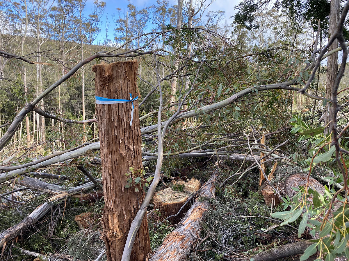 Frustration with Forestry 1