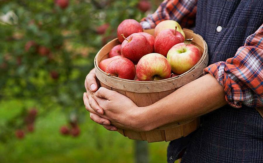 Pickers Wanted! 1