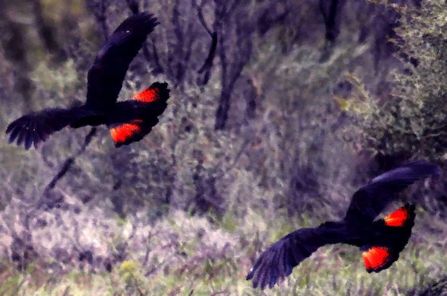 Poetry - 'Black Cockatoos' & 'Dove Lake' 1