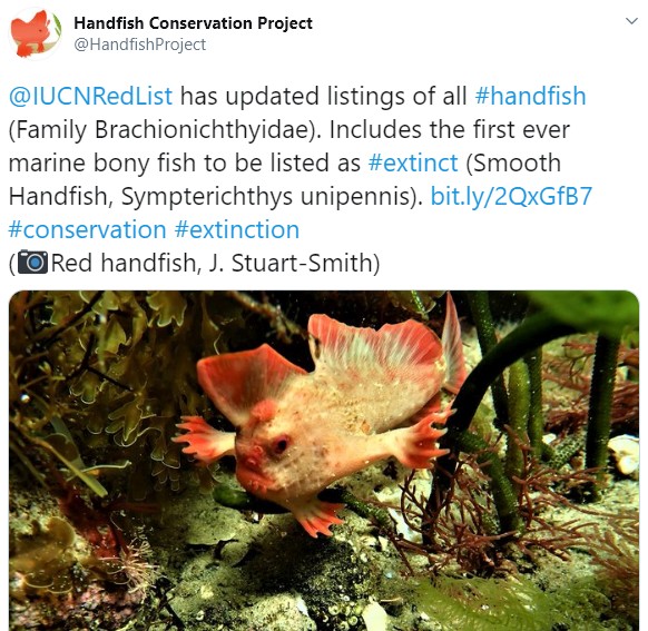 RIP Smooth Handfish 5