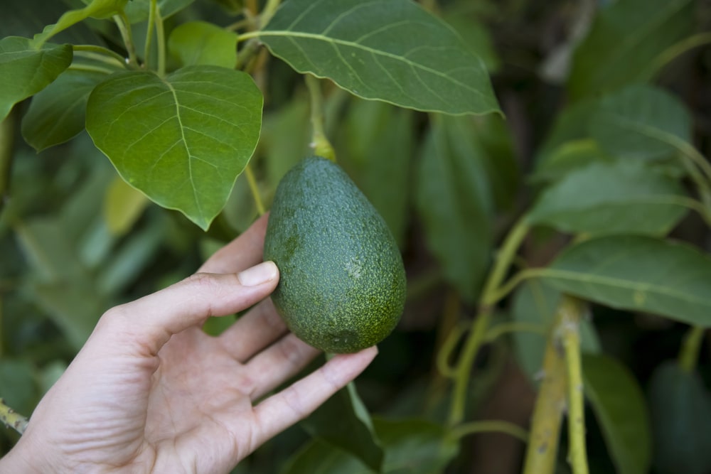 Growing Avocados in Tasmania 1