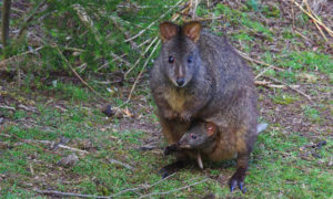 Govt-approved Wildlife Slaughter is Tasmania's Shame 6