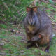 Govt-approved Wildlife Slaughter is Tasmania's Shame 7