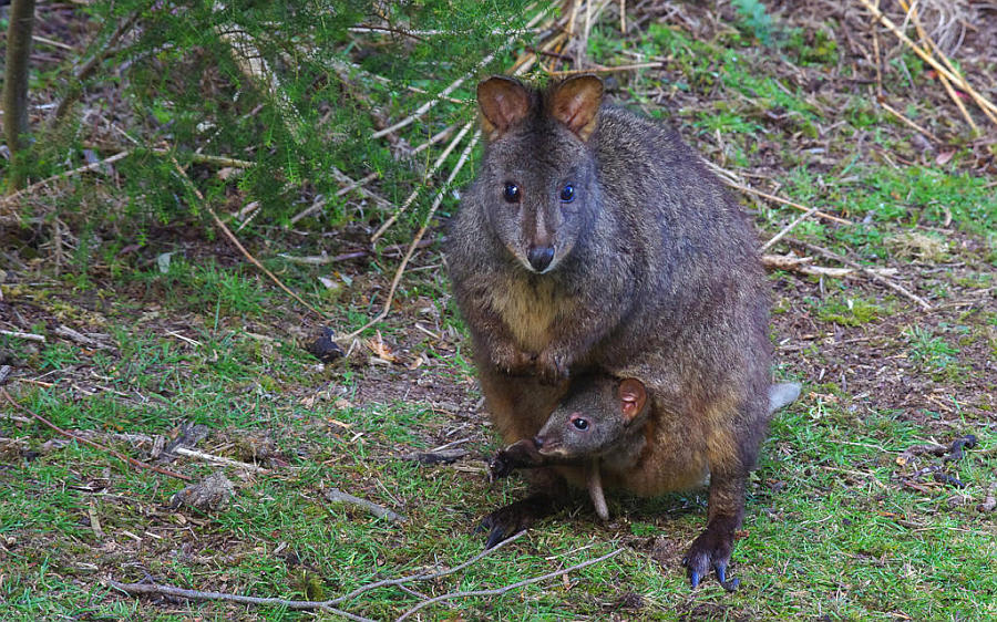 Govt-approved Wildlife Slaughter is Tasmania's Shame - Tasmanian Times