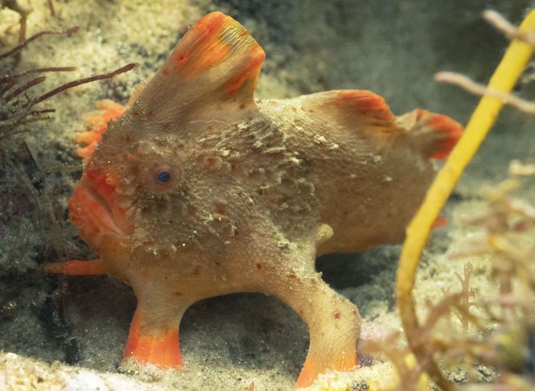 RIP Smooth Handfish 4