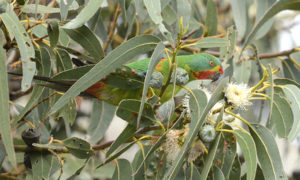 Judge Rules Against Forestry Tasmania - Swift Parrots 11
