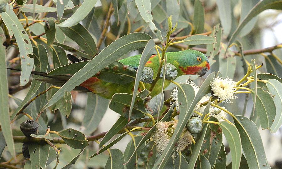 Judge Rules Against Forestry Tasmania - Swift Parrots 3