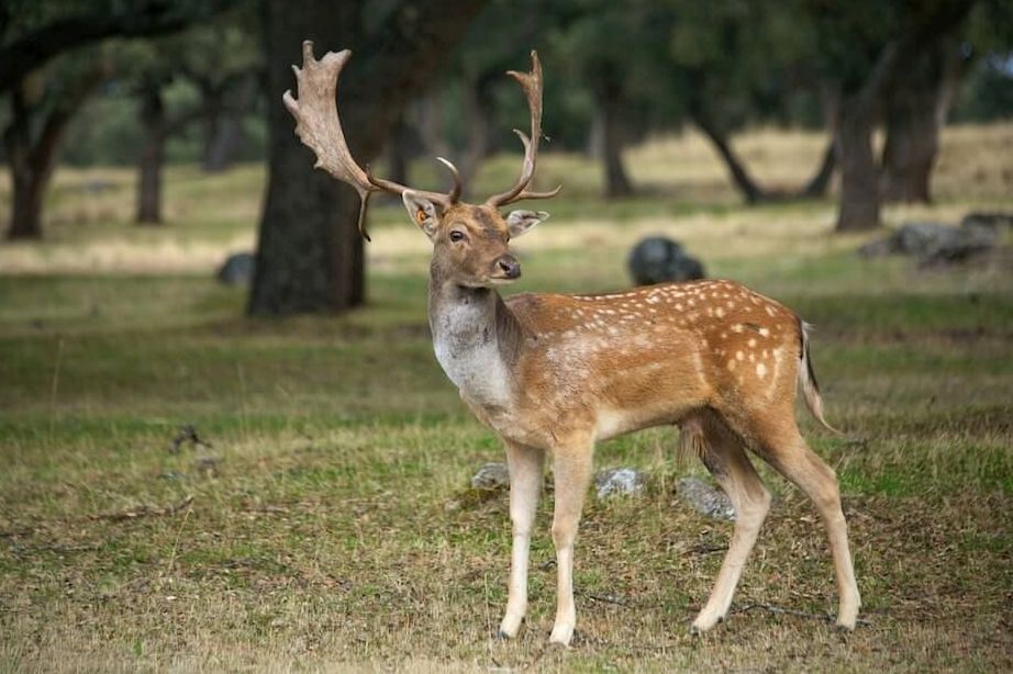 International Plea to Protect World Heritage Area from Feral Deer 11