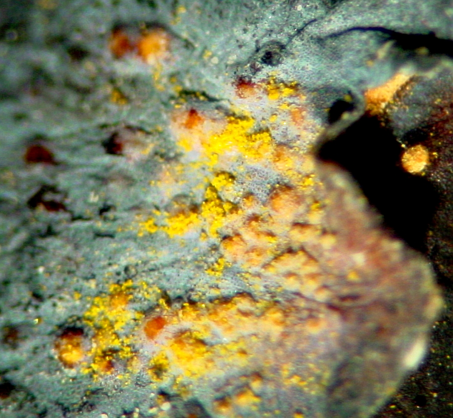 Be Vigilant for Signs of Blueberry Rust Tasmanian Times