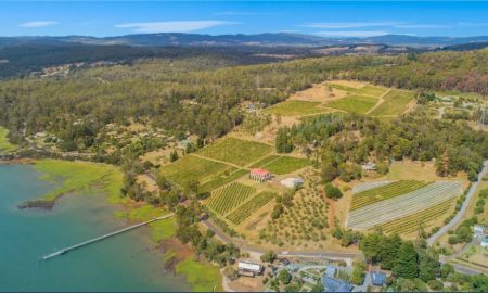 Marion's Vineyard