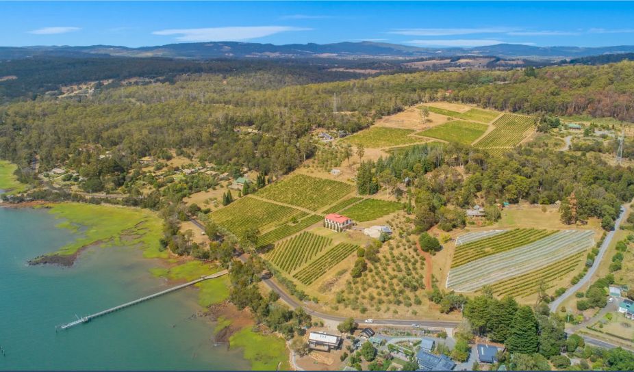 Marion's Vineyard