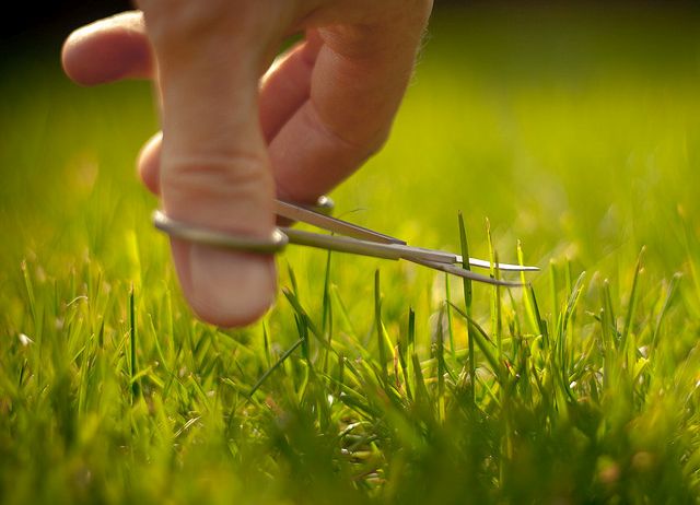 The Futility of Grass Minding 1