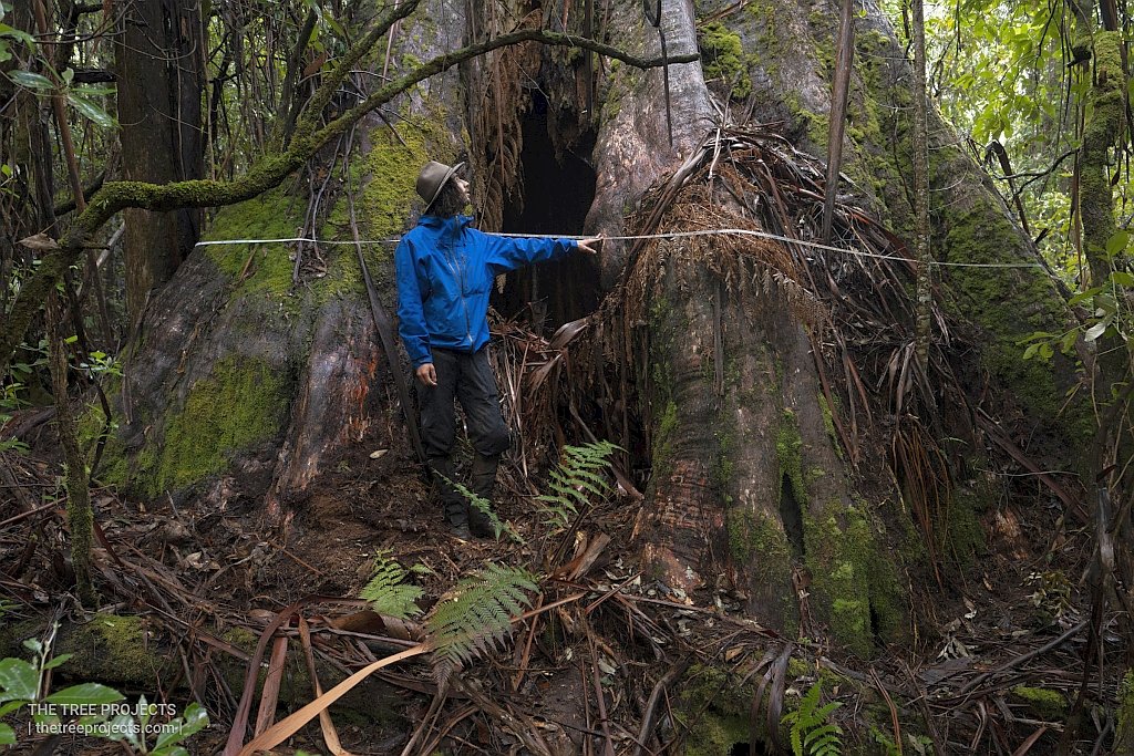 Tasmania’s Widest Tree Discovered in Area Proposed for Logging 3