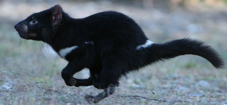 Devils Set to Conquer their own Pandemic 1
