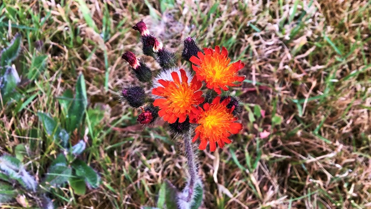 All Eyes Needed in Battle to Halt Weedy Invader 1