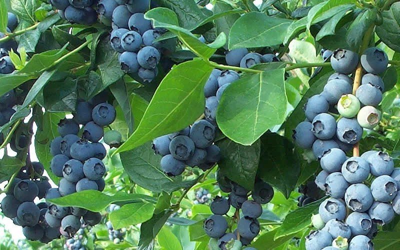 Fruit & Veg Losses Top $38 Million 1