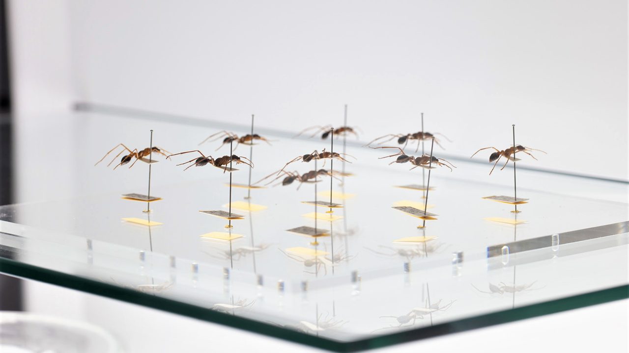 Experimenta Life Forms: International Triennial of Media Art 1