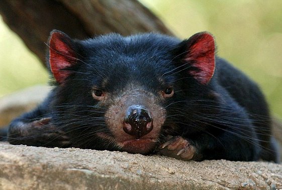 Study Quantifies Devils’ Decline due to DFTD - Tasmanian Times