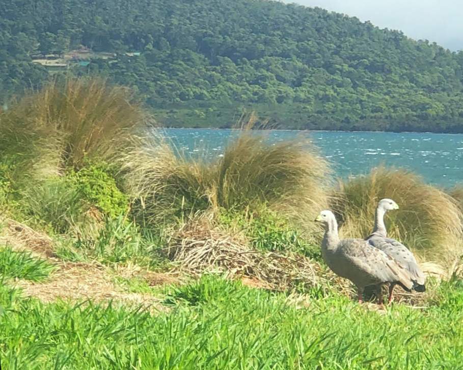 Inappropriate Commercial Development Of Small Bass Strait Islands Tasmanian Times