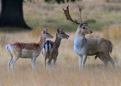 Senate Report Seeks Action on Feral Animal Pests 3