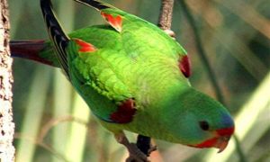 Supreme Court Win for the Swift Parrot 1