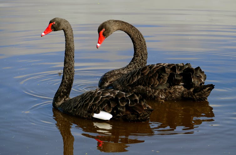 A Rare Bird — How Europeans got the Black Swan so Wrong 1