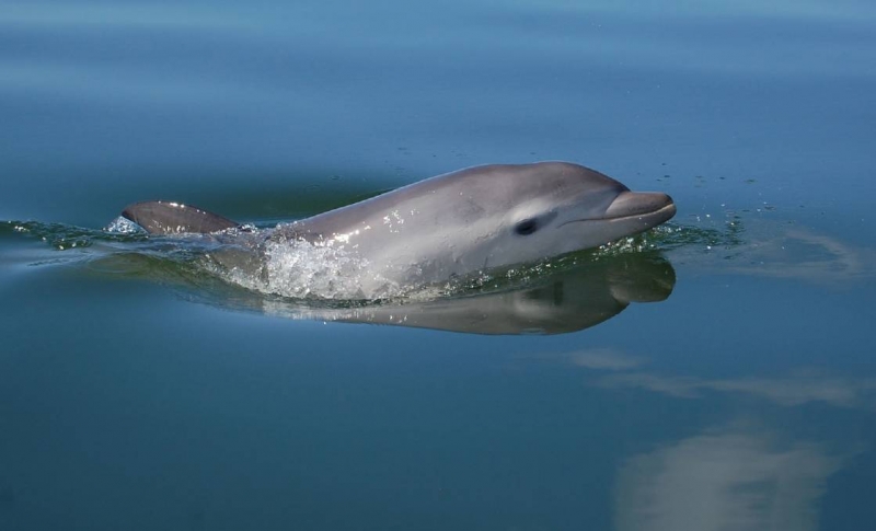 Dr Lisa-ann Gershwin - My Little Dolphin 1