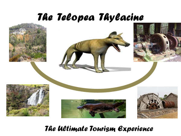 The Telopea Thylacine 3
