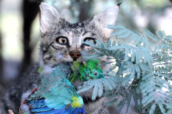 Pest Plants & Animals Cost Us $25b/yr and it's Worsening 1