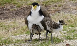 Golf Course Wildlife Culls 'Indefensible' 4