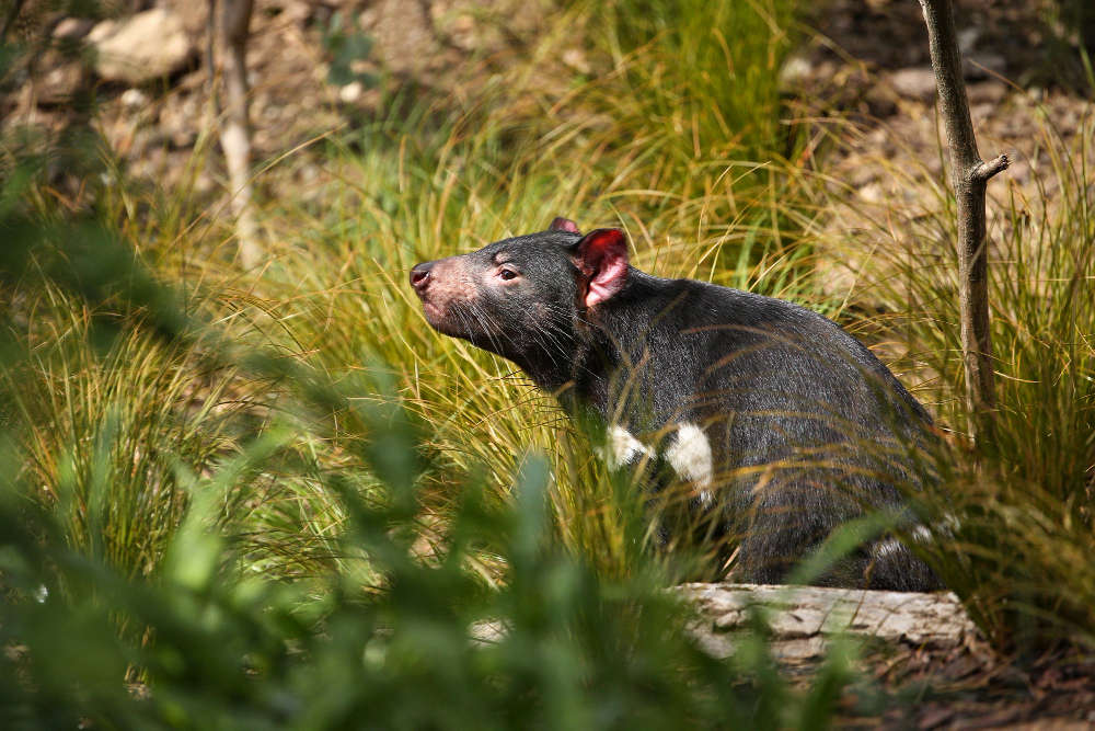 Covert Rewilding of Tasmanian Devils? 1