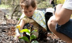 In Pandemic Times Wattle Urges Us to Do It for Australia 26