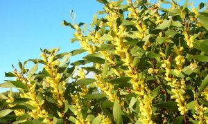 Some Native Plants are Weeds 22