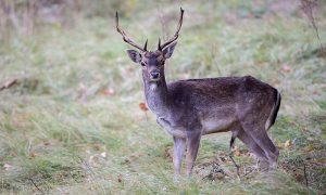 $50K Hunting/Shooting Study 20