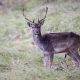 $50K Hunting/Shooting Study 21