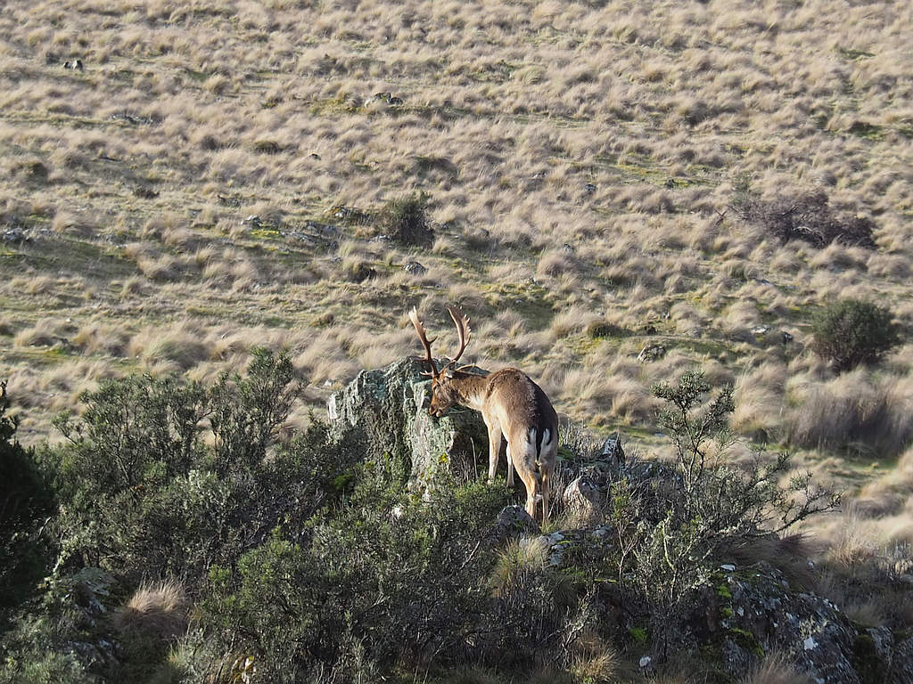 Feral Deer Control - a Strategy for Tasmania 1