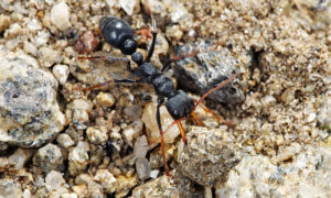 Say No to Pet Ant Exports 47