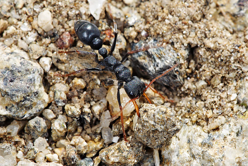 Say No to Pet Ant Exports 1