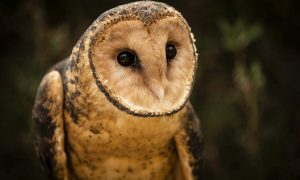 Masked Owl Confirmed at MMG Tailings Site 24