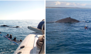 PWF Publishes Study on Whale-Watching Tourism 32