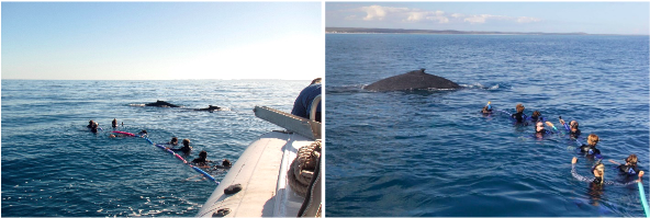 PWF Publishes Study on Whale-Watching Tourism 1